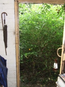 Jungle outside a back door