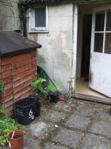 Japanese knotweed at the rear of a property
